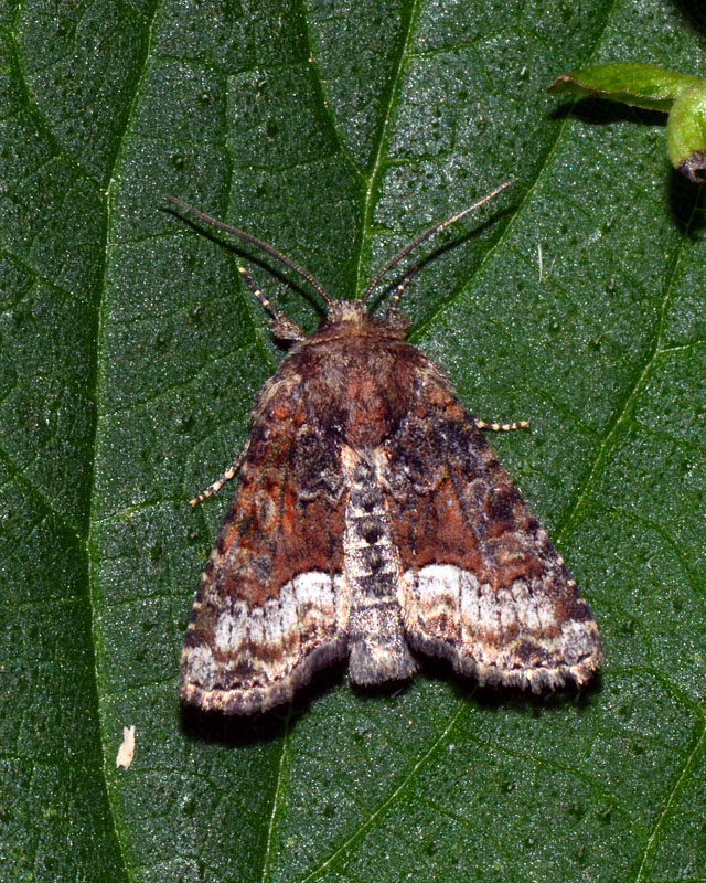 Noctuidae in esame